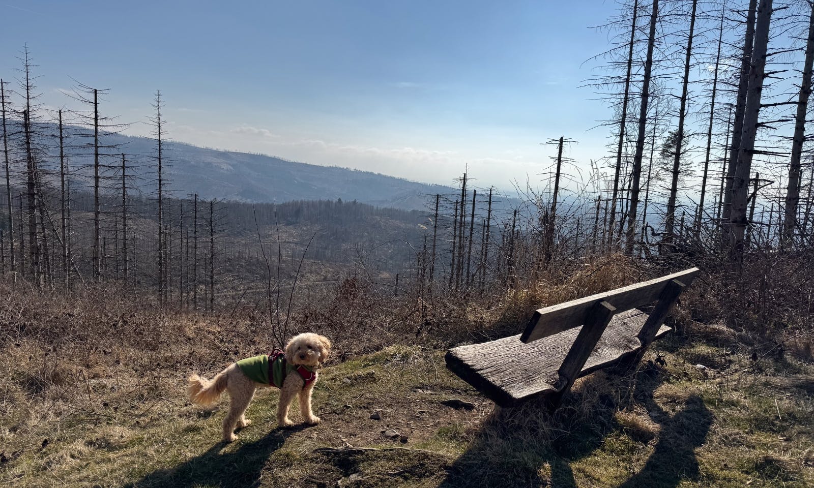 Panoramablicke auf der ersten Etappe des Harzer-Hexen-Stiegs mit Hund