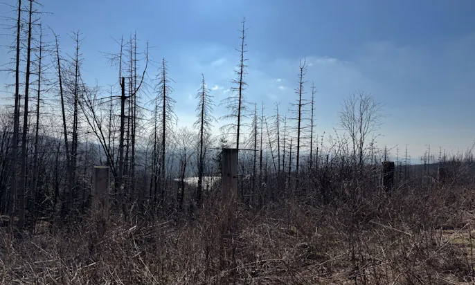 Panoramablicke auf der ersten Etappe des Harzer-Hexen-Stiegs mit Hund