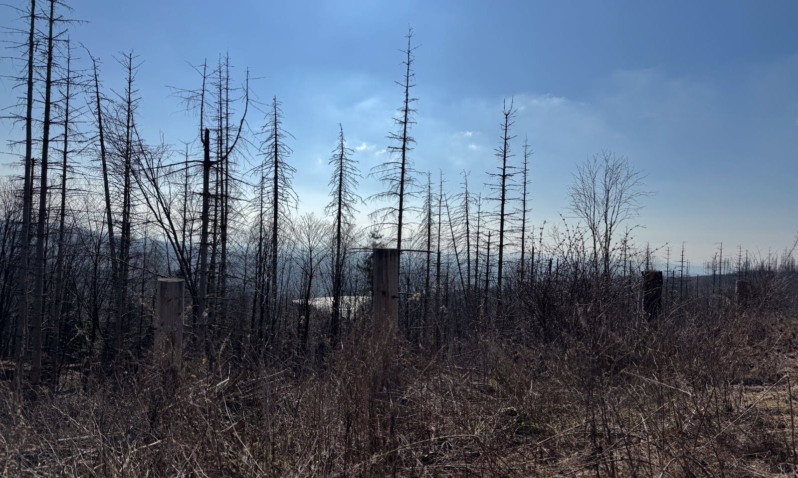 Panoramablicke auf der ersten Etappe des Harzer-Hexen-Stiegs mit Hund