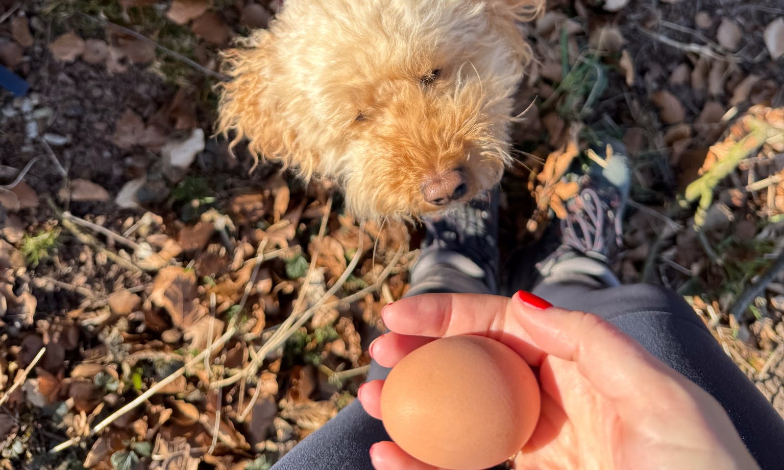 Hund bekommt Proviant beim Wandern