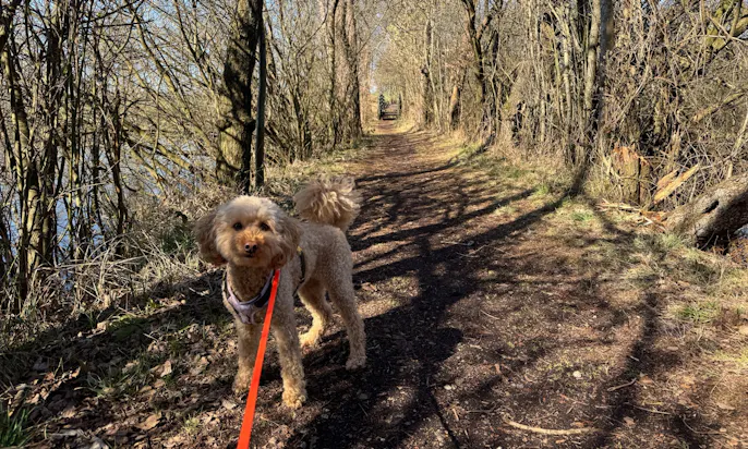 Ausflug zum See mit Hund