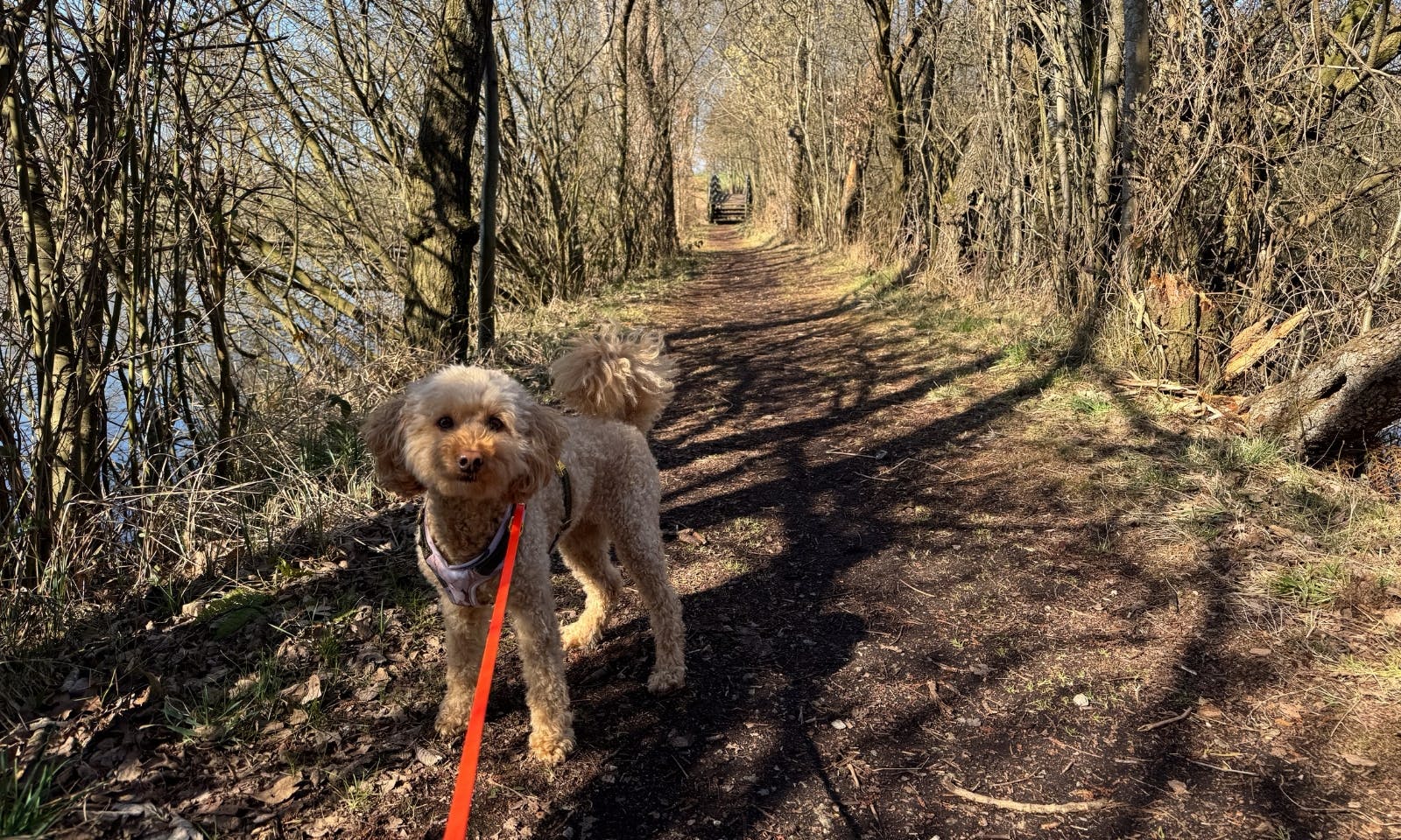 Ausflug zum See mit Hund