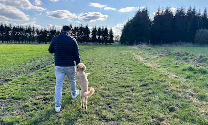 Hunde und Herrechen