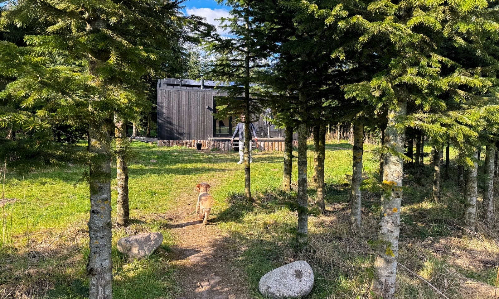 Pudelmischling im Tiny House Raus Tannenlichtung