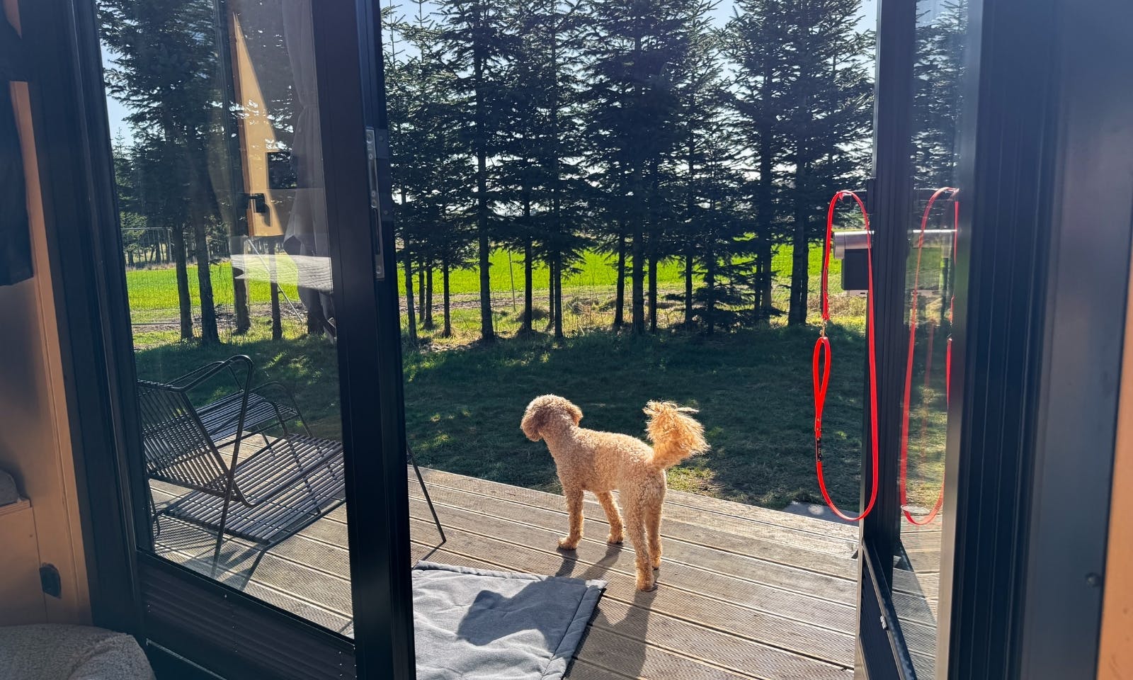 Pudelmischling im Tiny House Raus Tannenlichtung auf der Terrasse in der Sonne