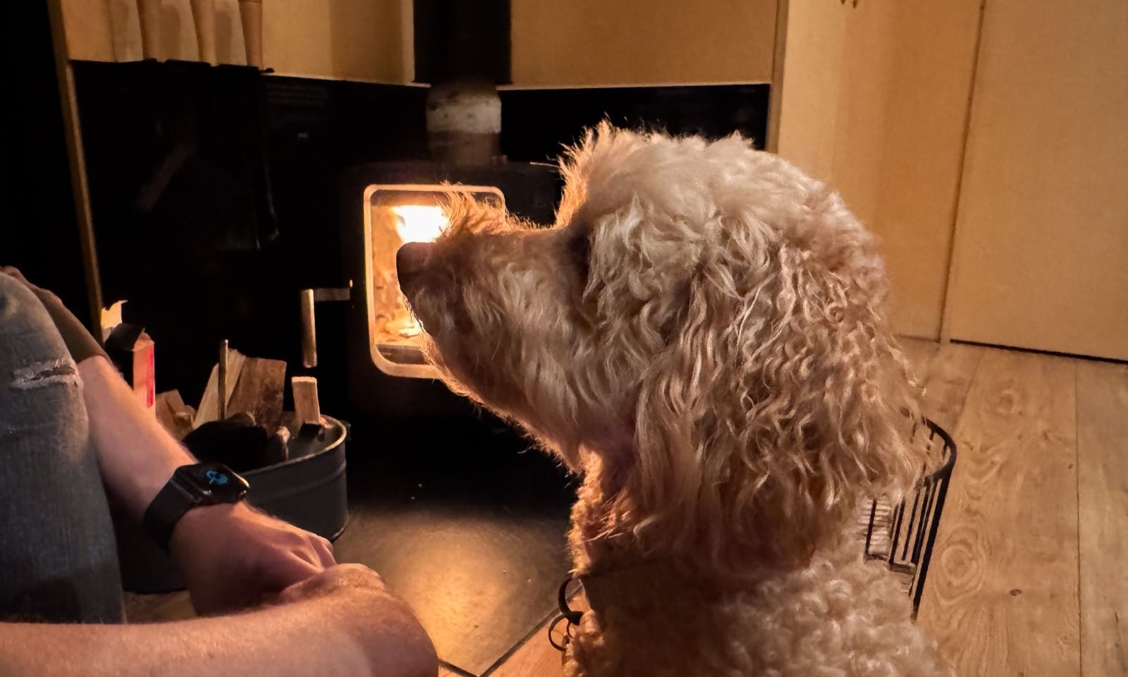 Hund im hundefreundlichen Tiny House vor dem Kamin