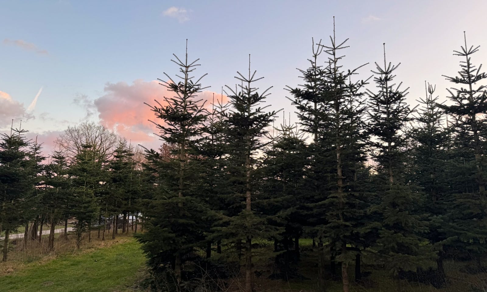 Tiny House Tannenlichtung von Raus