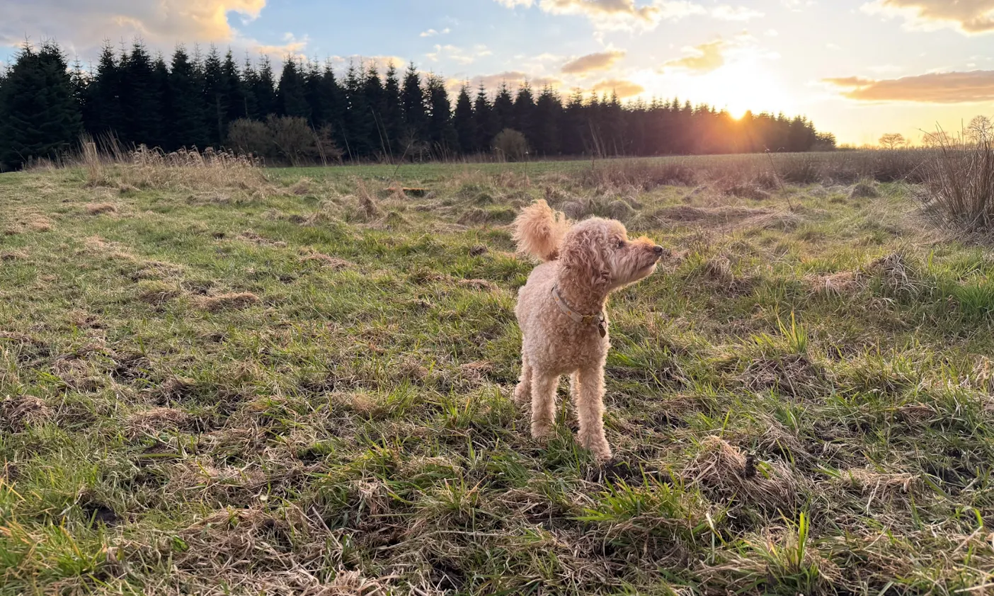 Hund in der Natur