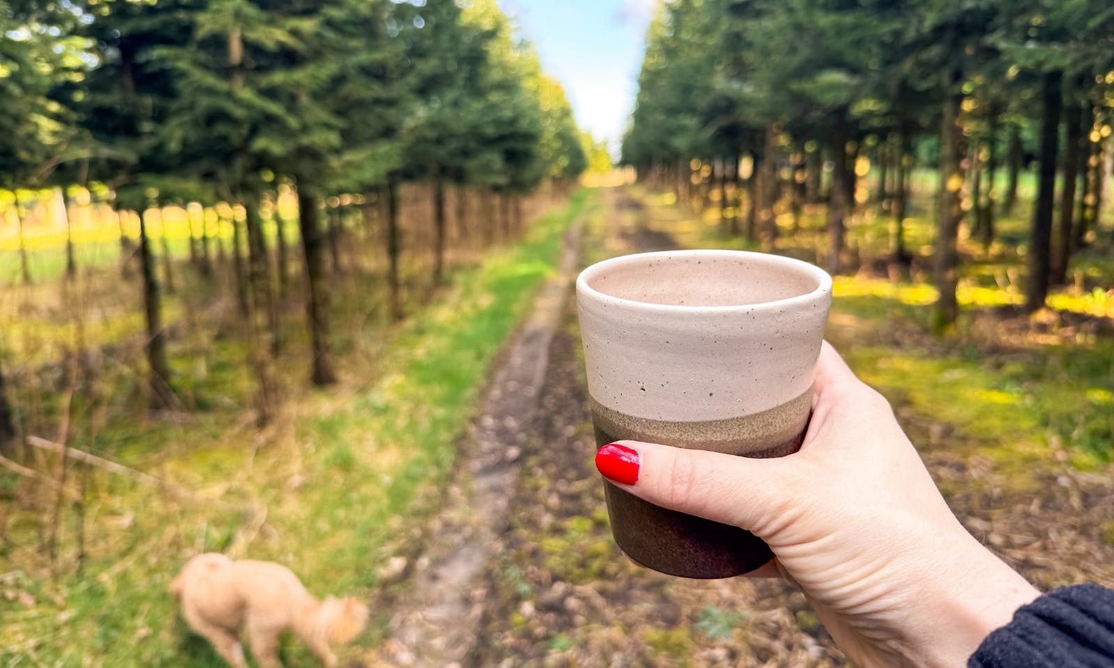 Tiny House Tannenlichtung von Raus