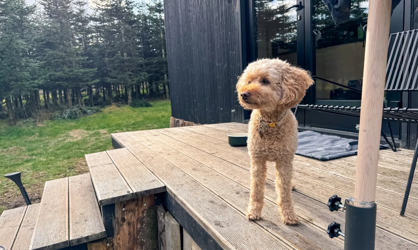 Hundeausstattung im Tiny House von Raus