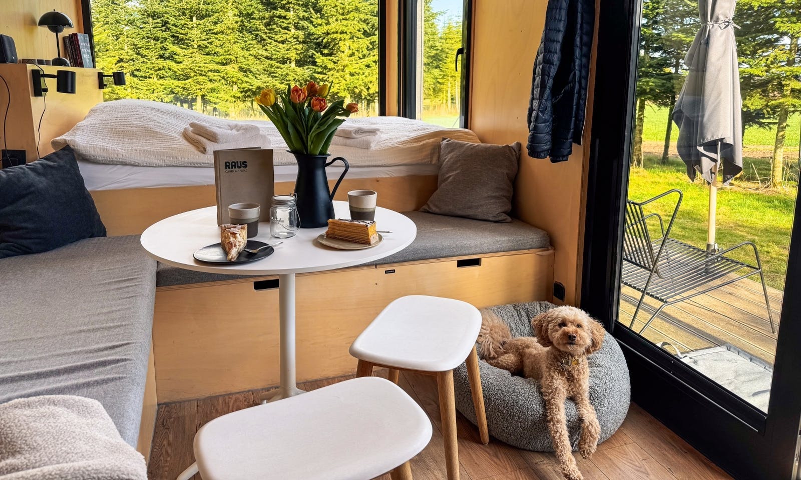 Goldendoodle im Tiny House