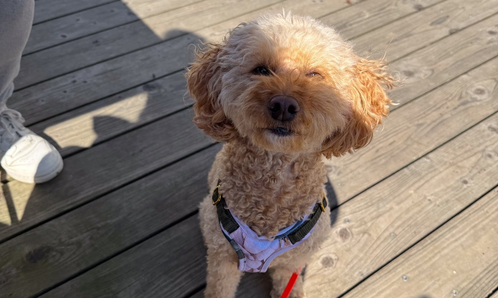 Ausflug zum See mit Hund