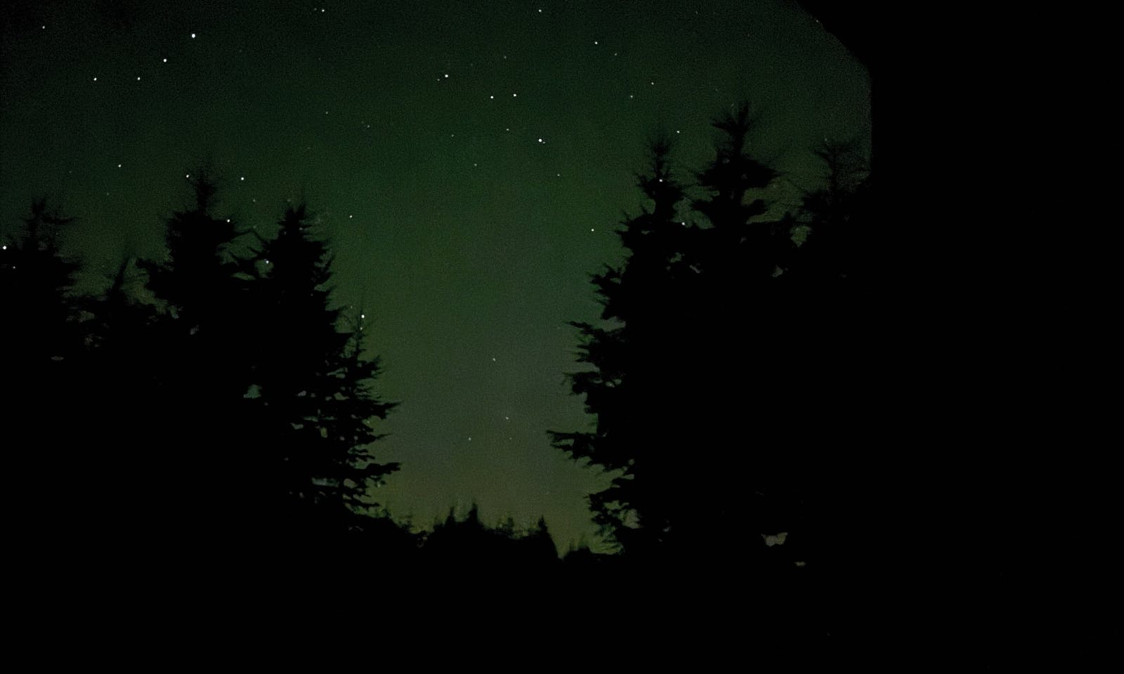 Tiny House Tannenlichtung von Raus