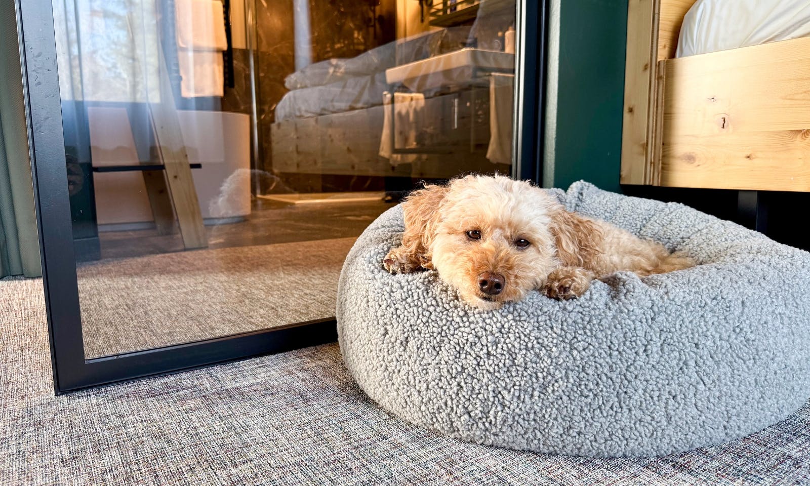 Pudel im Hundekissen Donut Kuschelnest LOOP Paddy