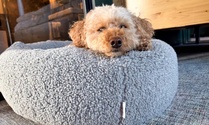 Pudel im Hundekissen Donut Kuschelnest LOOP Paddy