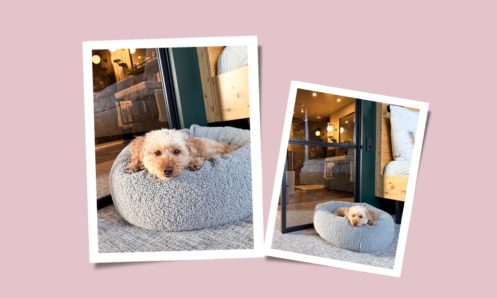 Orthopädisches Hundebett