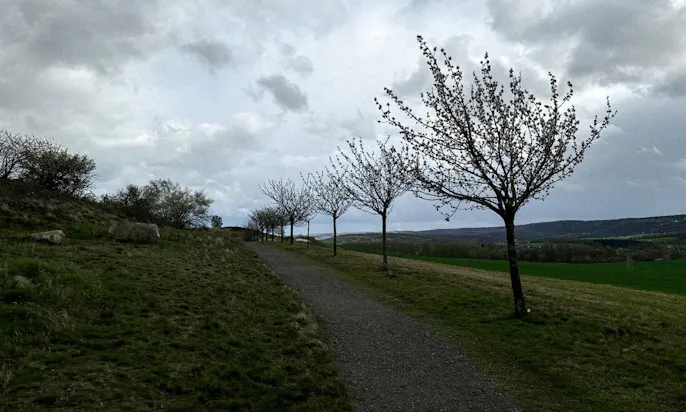 Obststreuwiesen im Harz