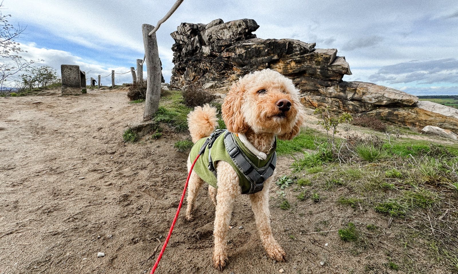 Pudelmischling mit Mantel vor der Teufelsmauer bei Thale im Frühling bei gutem Wetter
