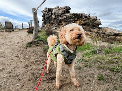 Teufelsmauer mit Hund