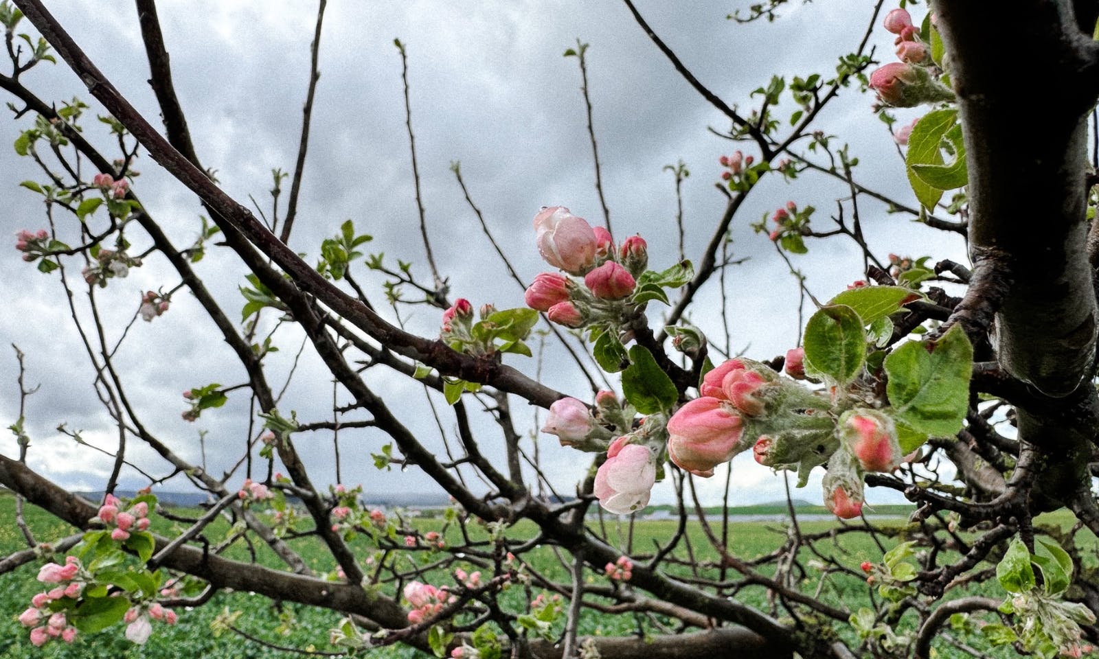 Obststreuwiesen im Harz