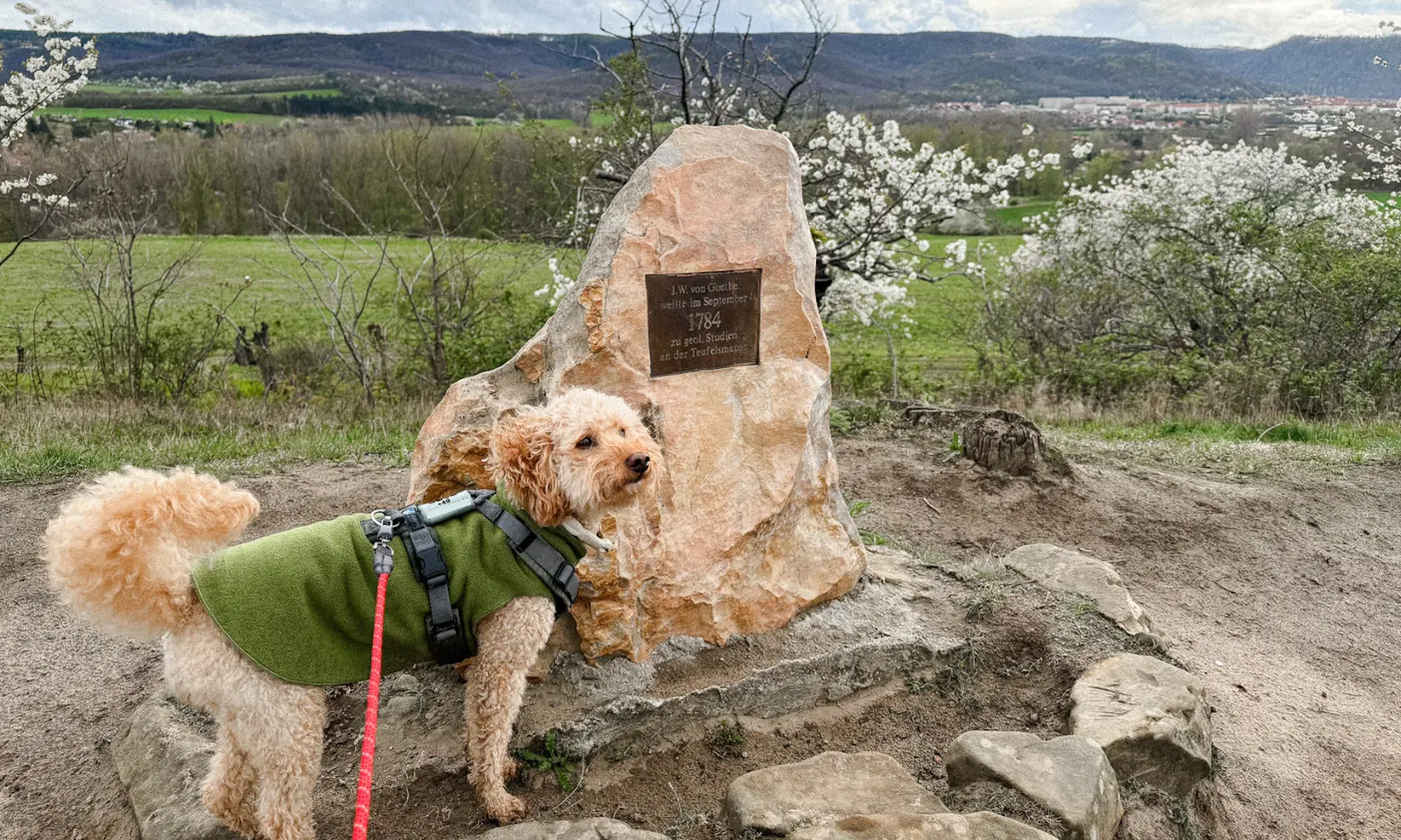 Goldendoodle vor dem Goethe-Denkmal im Frühling vor der Teufelsmauer bei Thale im Herz im Frühling