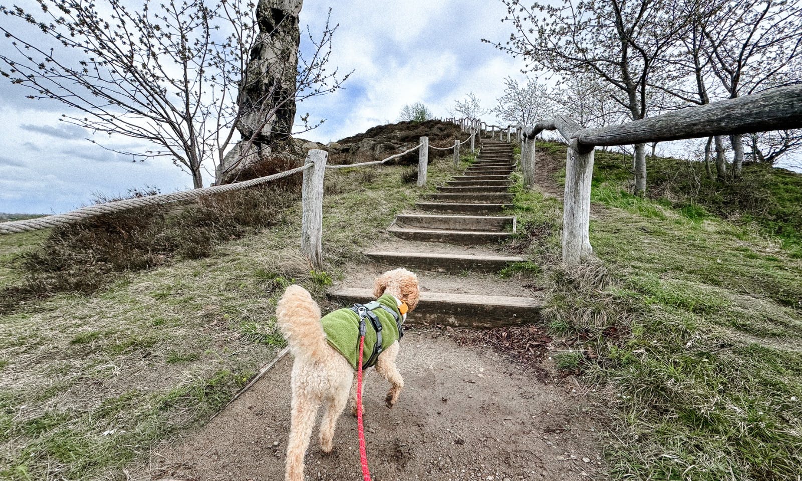 Goldendoodlehund mit Mantel auf dem Teufelsmauerstieg bei Thale an der Teufelsmauer im Harz