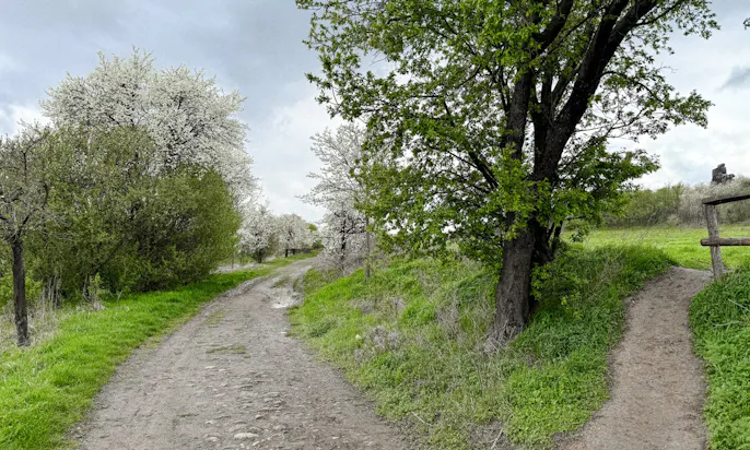 Weg im Bodetal im Frühling