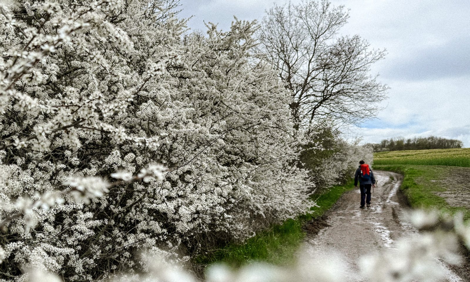 Teufelsmauer mit Hund
