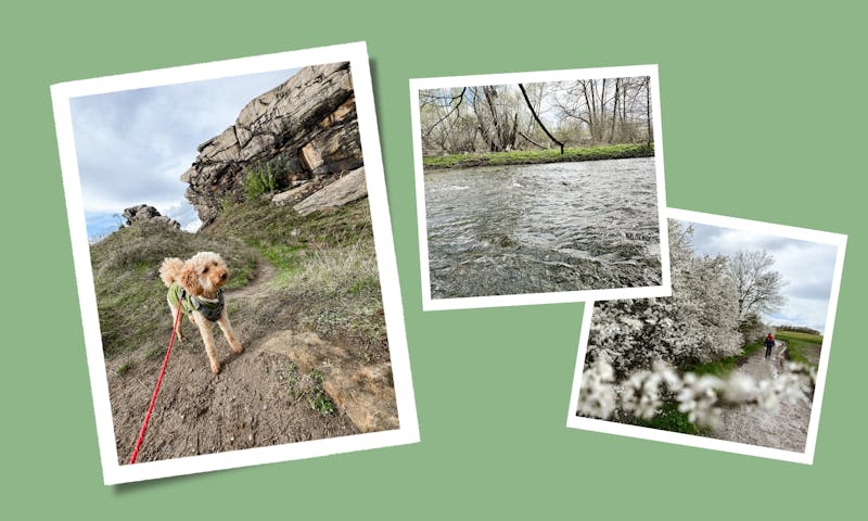Wandern mit Hund im Harz: Idyllischer Rundweg in Thale entlang der Bode und der Teufelsmauer