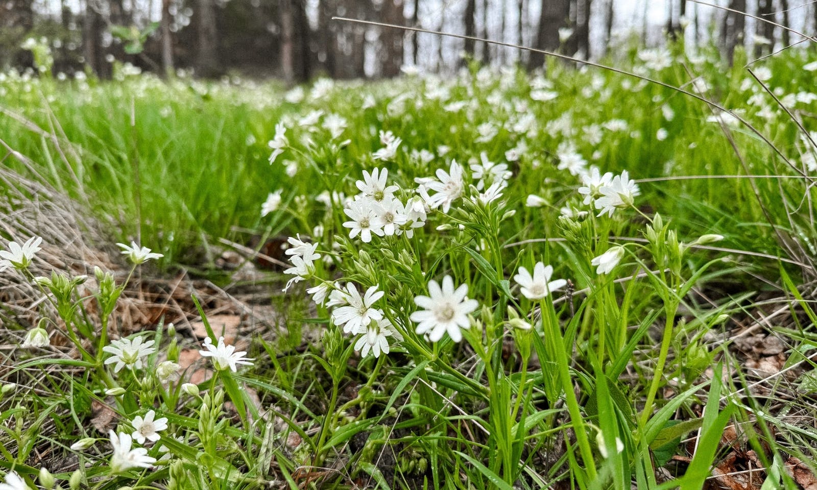 Blumen im Harz im Frühling