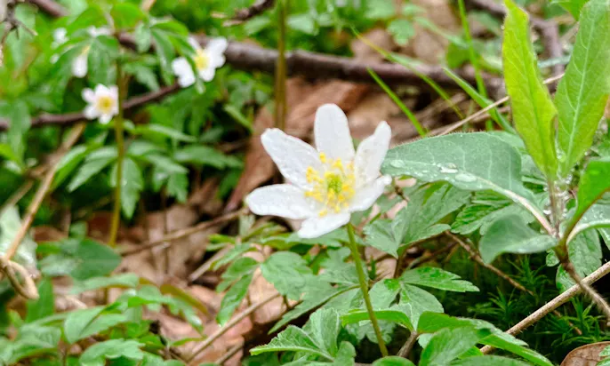 Blüte im Frühling