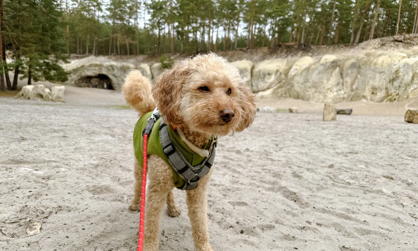 Goldendoodle im Harz bei den Sandsteinhöhlen im Harz bei Blankenburg bei Aprilwetter