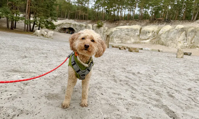 Sandsteinhöhlen mit Hund im Harz