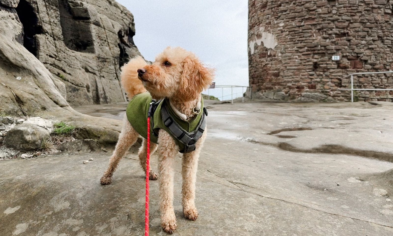 Hund in der Festung und Burg Regenstein