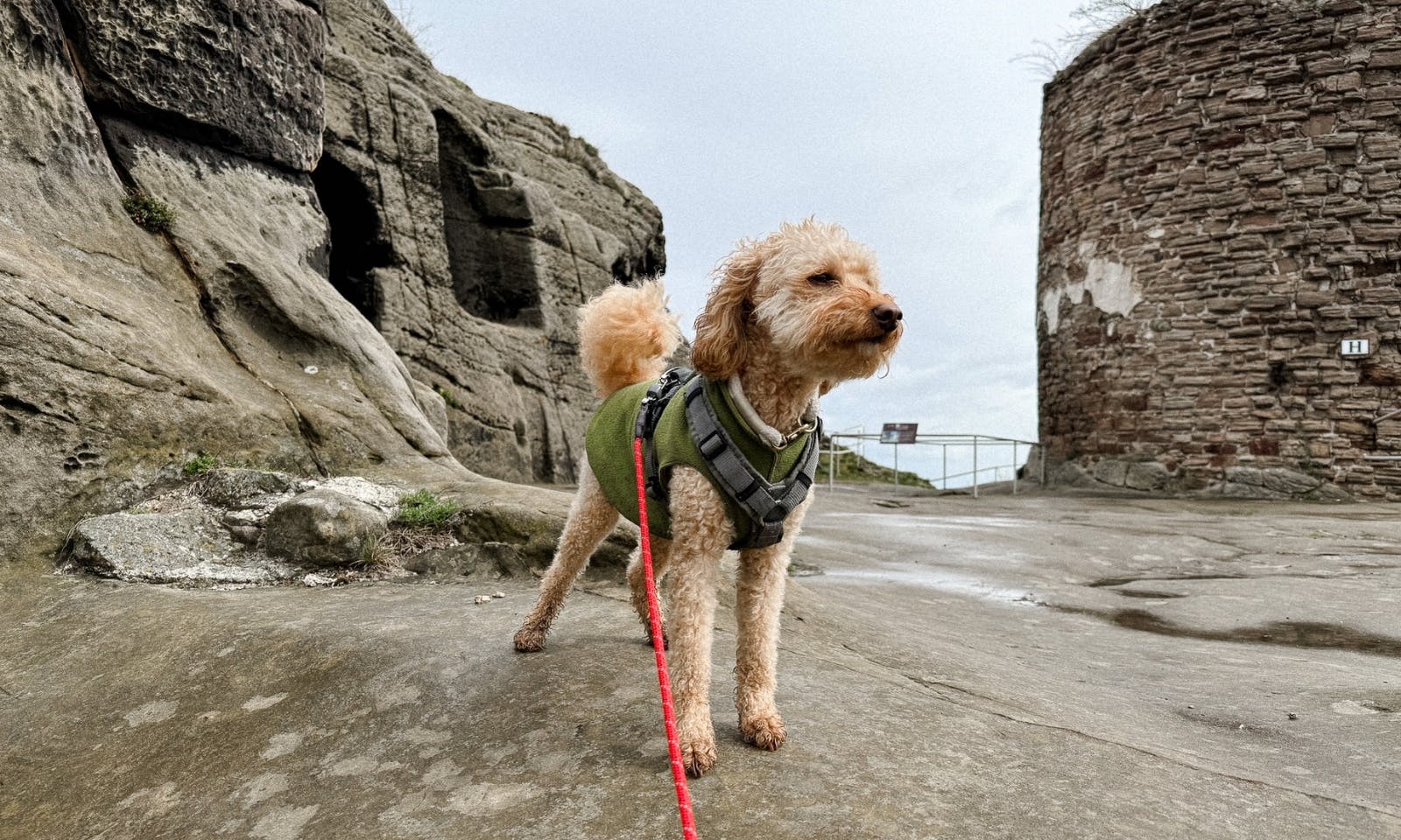 Ein Hund steht vor den Mauern der Burg Regenstein