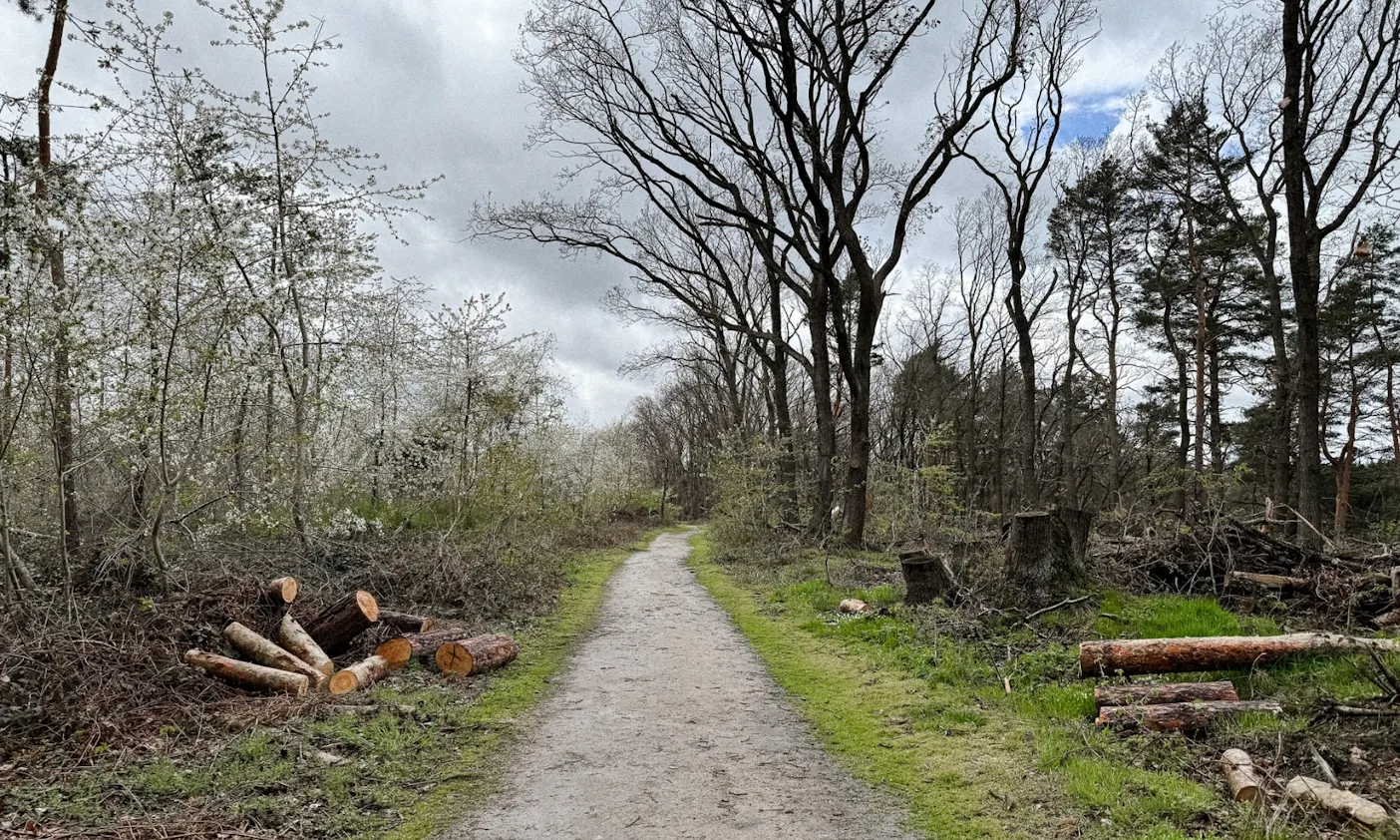 Frühling im Harz