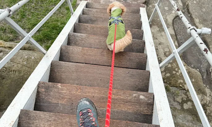 Hund in der Festung und Burg Regenstein