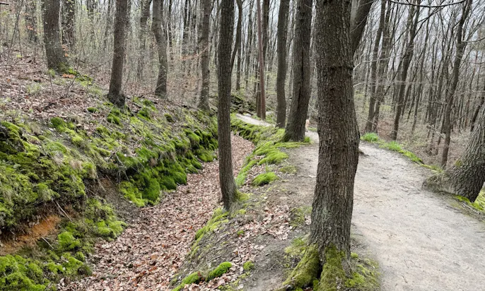 Wandern mit Hund im Harz: Erlebe Blankenburgs faszinierende Sandsteinhöhlen und die mystische Burg Regenstein
