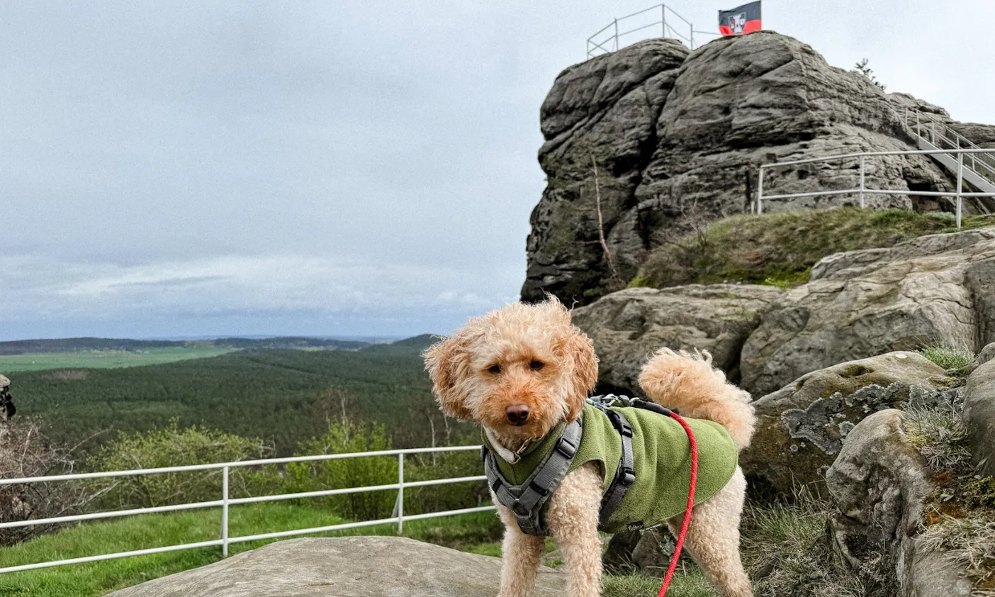Hund in der Festung und Burg Regenstein