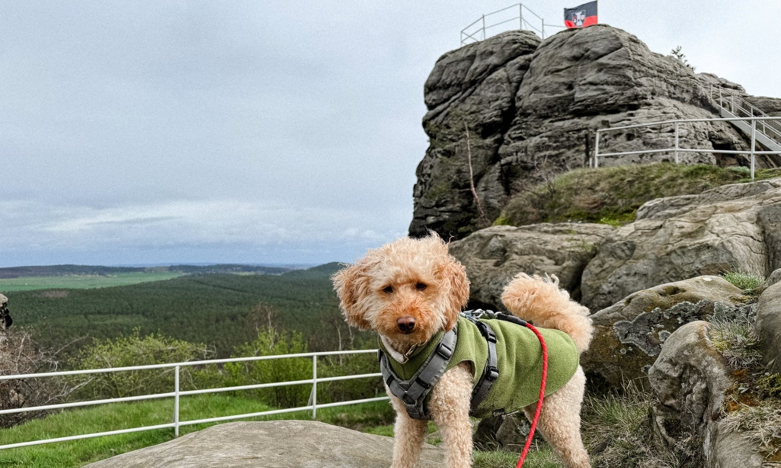 Pudel vor der Burg Regenstein im Harz