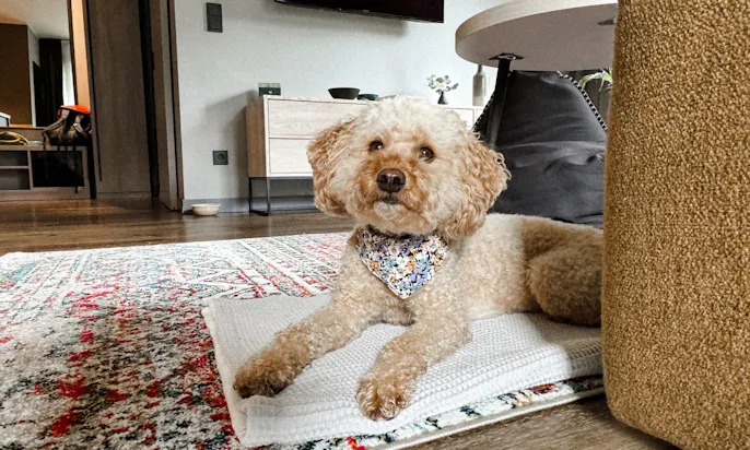 Niedlicher Pudel mit floralem Hundehalsband in dem Appartement des EchtZeit Hotels im Harz