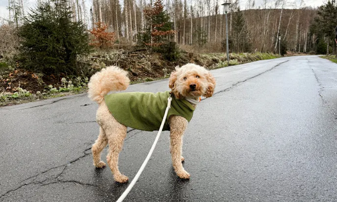 Hund in Braunlage im Harzurlaub