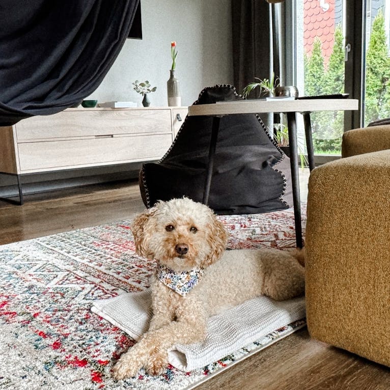 EchtZeit Hotel in Braunlage mit Hund im Harz