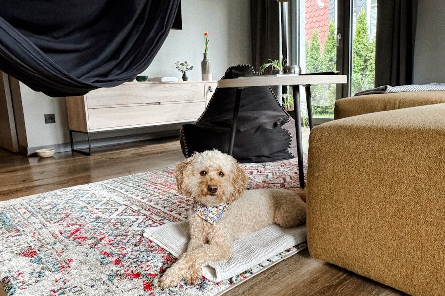 EchtZeit Hotel in Braunlage mit Hund im Harz