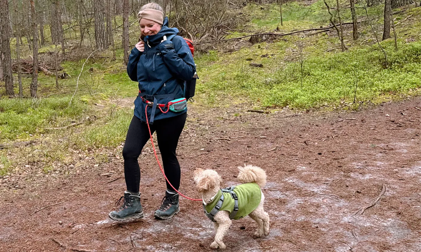 Goldendoodle beim Wandern im Harz mit der Wanderleine von Ruffwear