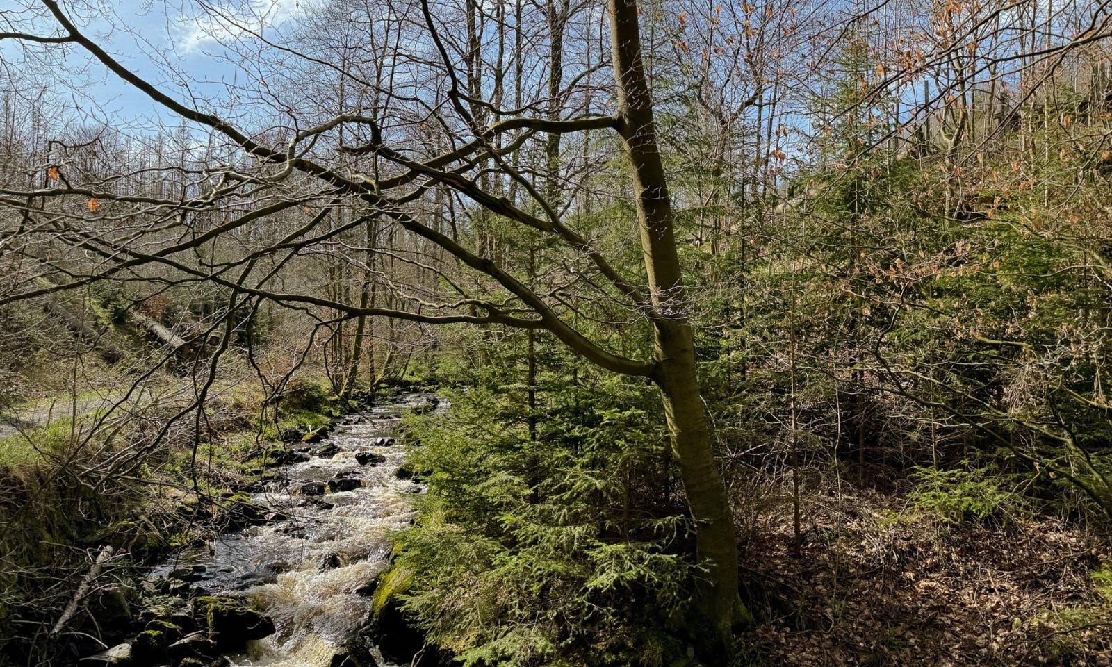 Bach im Wald im Harz im Frühling bei blauen Himmel