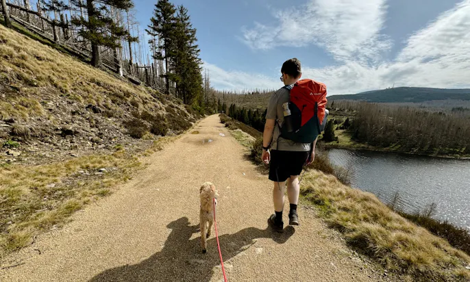 Pudel beim Wandern im Harz an der Eckertalsperre im Frühling mit Wandergeschirr von Ruffwear, welches an der Hüfte befestigt wird und freies Wandern ermöglicht