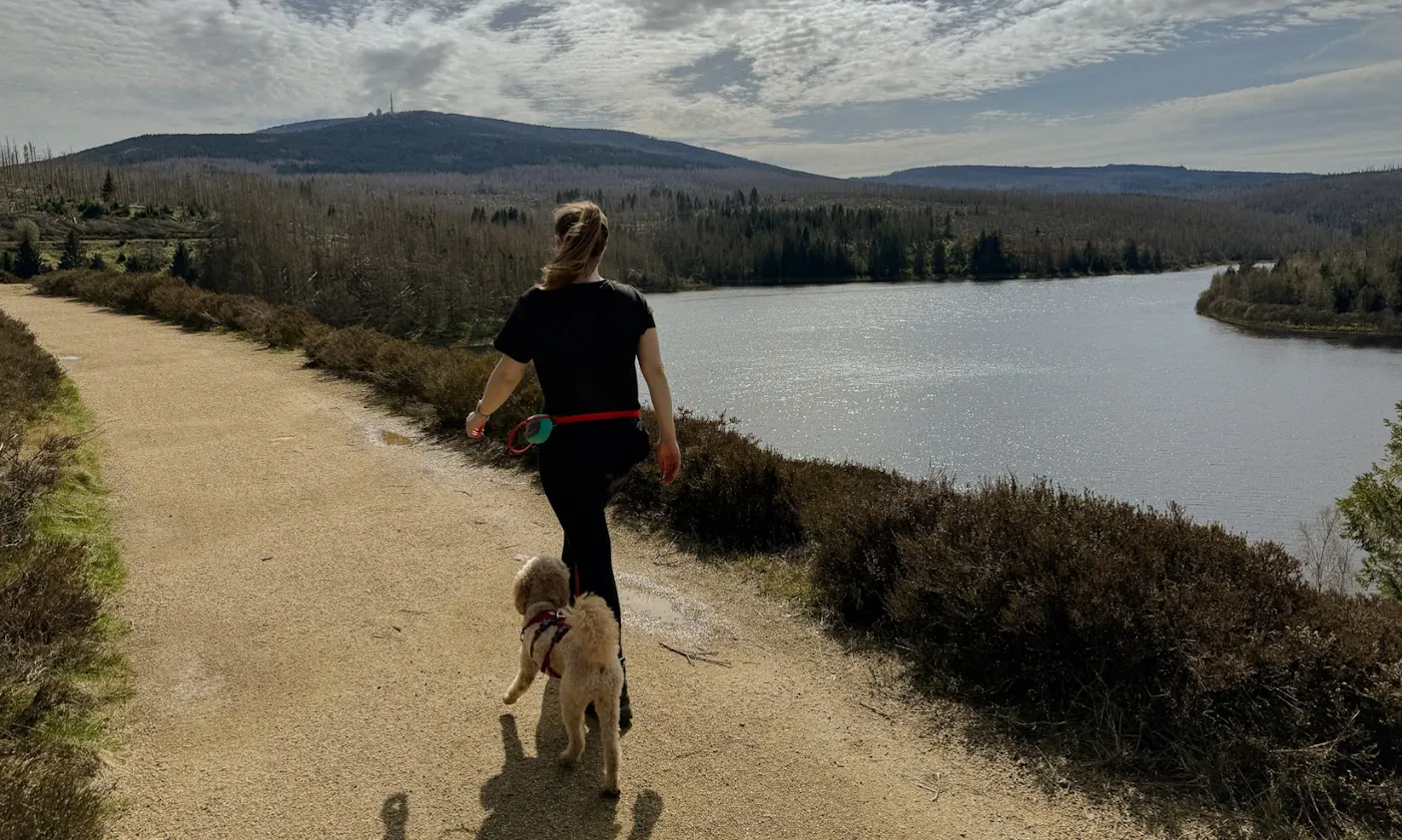 Frau wandert mit Pudel mit Brockenblick an der Eckertalsperre