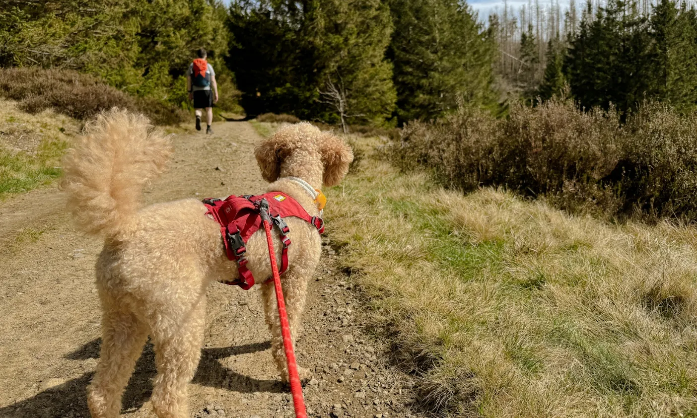 Roter Pudel beim Wandern im Harz mit rotem Wandergeschirr und Wanderleine