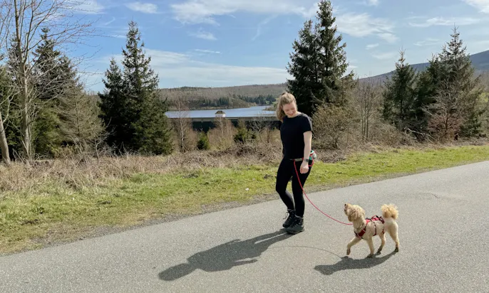 Pudel beim Wandern im Harz an der Eckertalsperre im Frühling mit Wandergeschirr von Ruffwear, welches an der Hüfte befestigt wird und freies Wandern ermöglicht